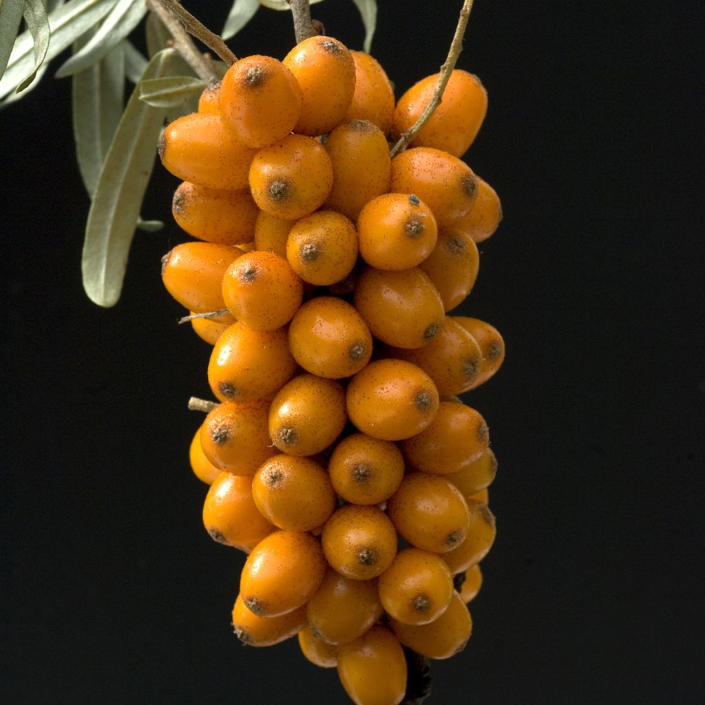 Hippophae rhamnoides Leikora - Argousier femelle