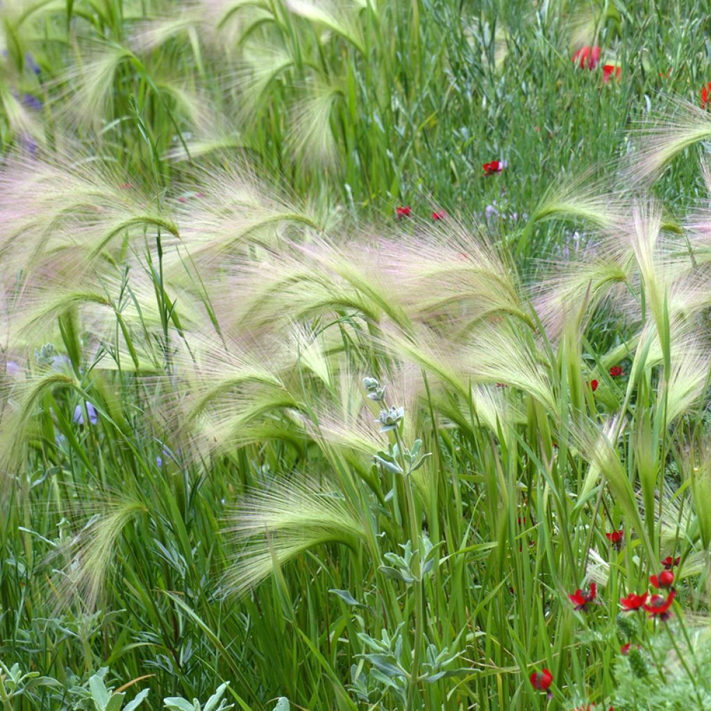 Graines d'Hordeum jubatum - Orge à crinière