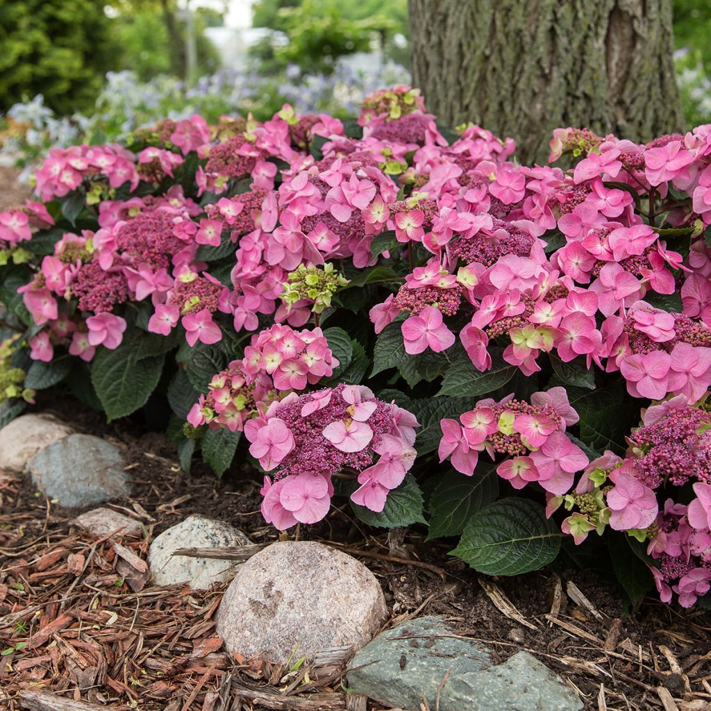 Hortensia - Hydrangea Endless Summer Pop Star (rose)