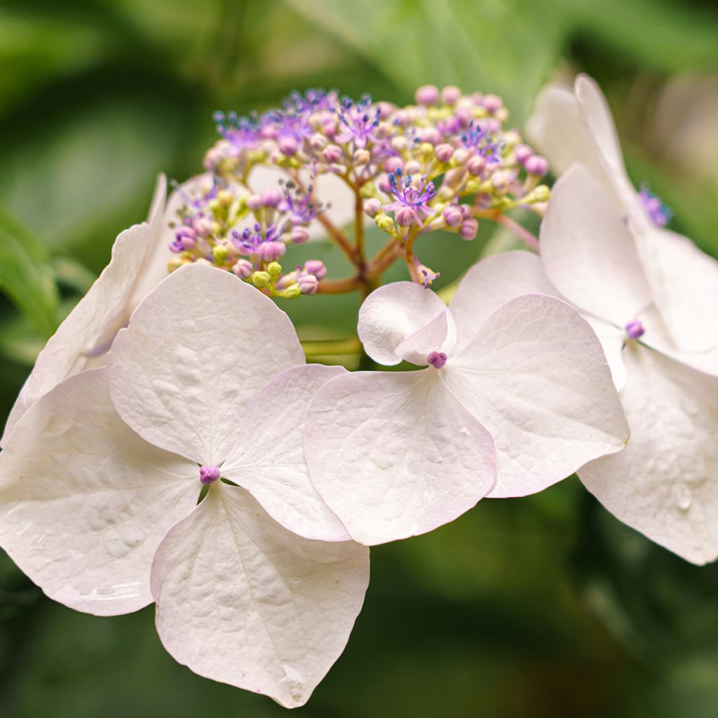Hortensia - Hydrangea French Bolero