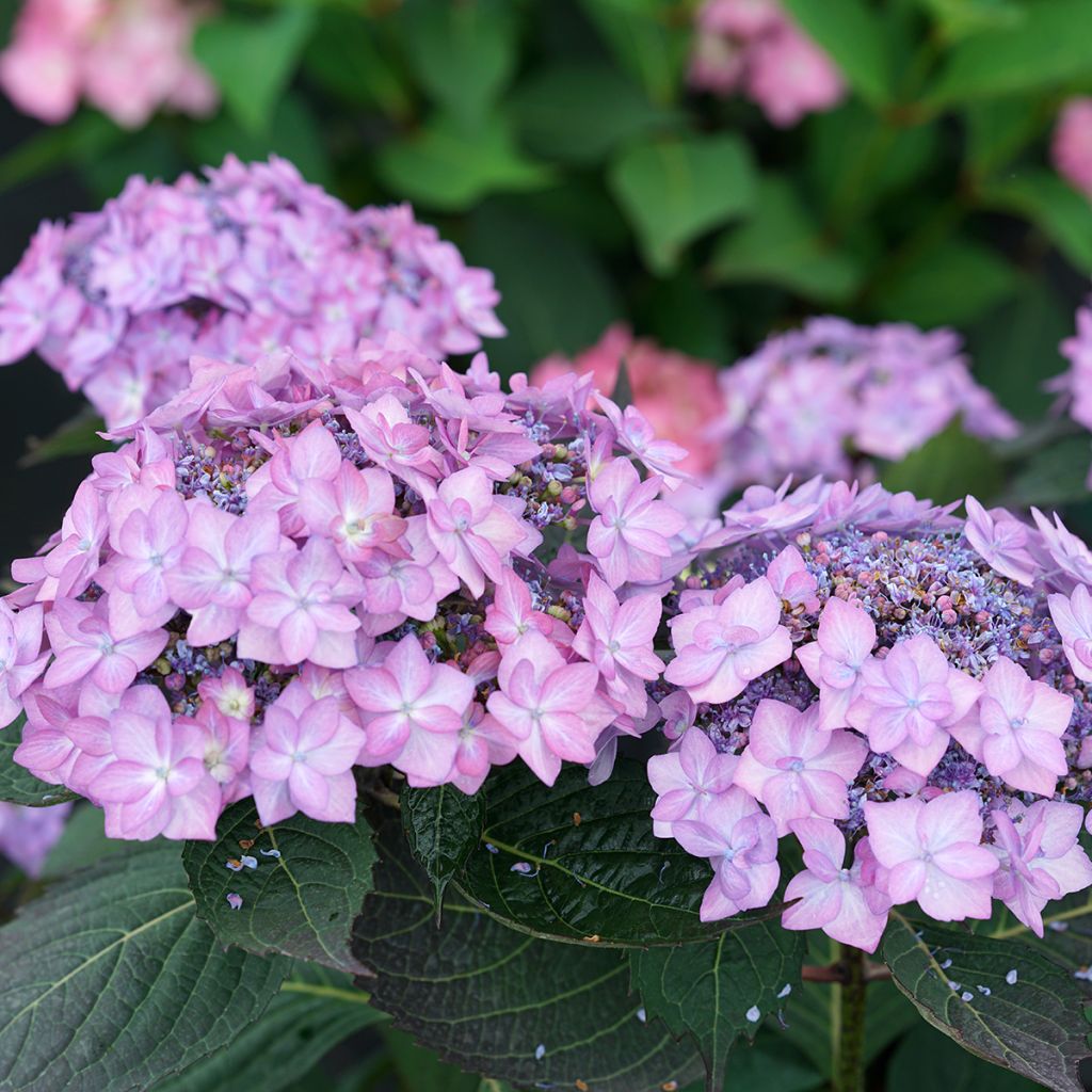 Hydrangea Frozen Smoothie - Hortensia serrata