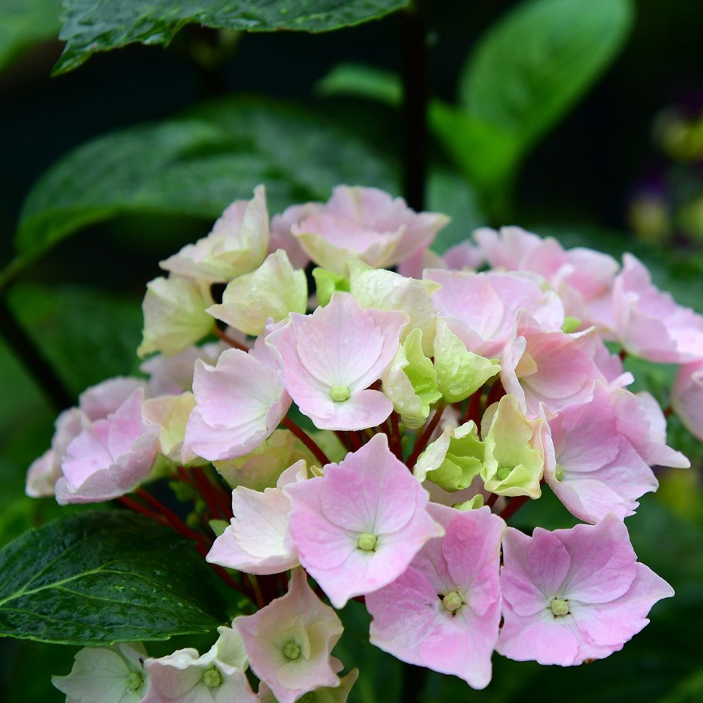 Hortensia - Hydrangea Runaway Bride
