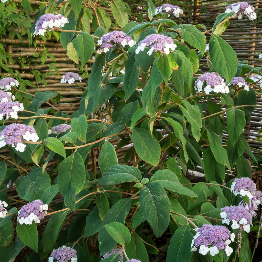 Hortensia - Hydrangea aspera Sargentiana