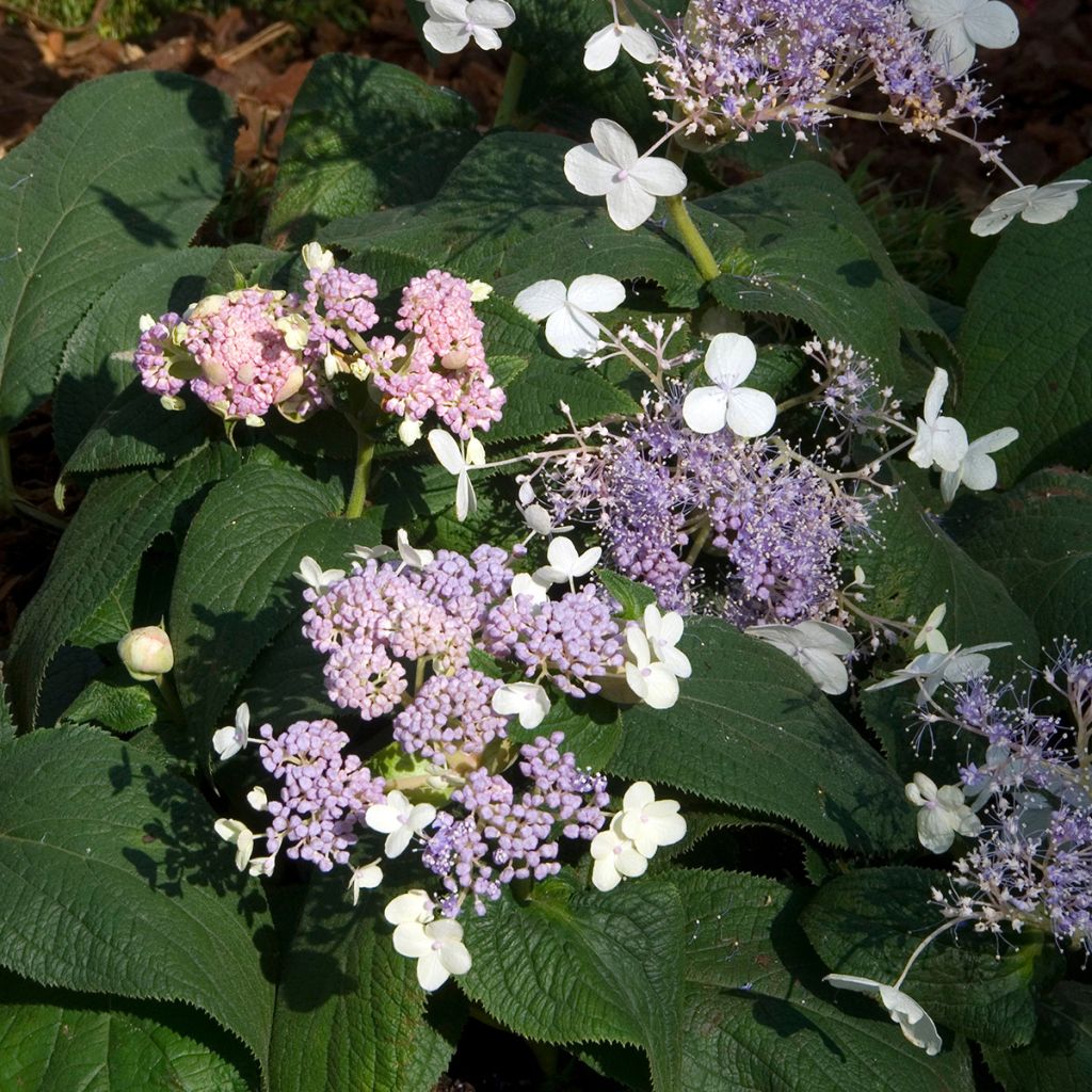 Hortensia - Hydrangea involucrata Late Love