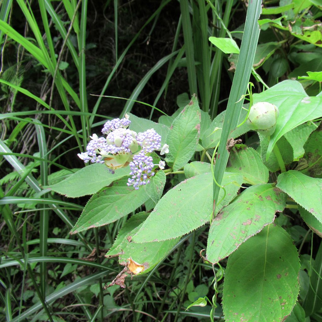 Hortensia - Hydrangea involucrata