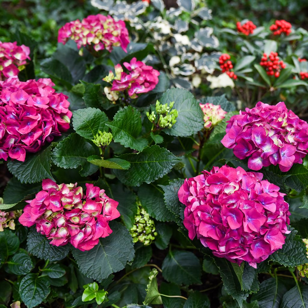 Hortensia - Hydrangea macrophylla Baron Rouge 