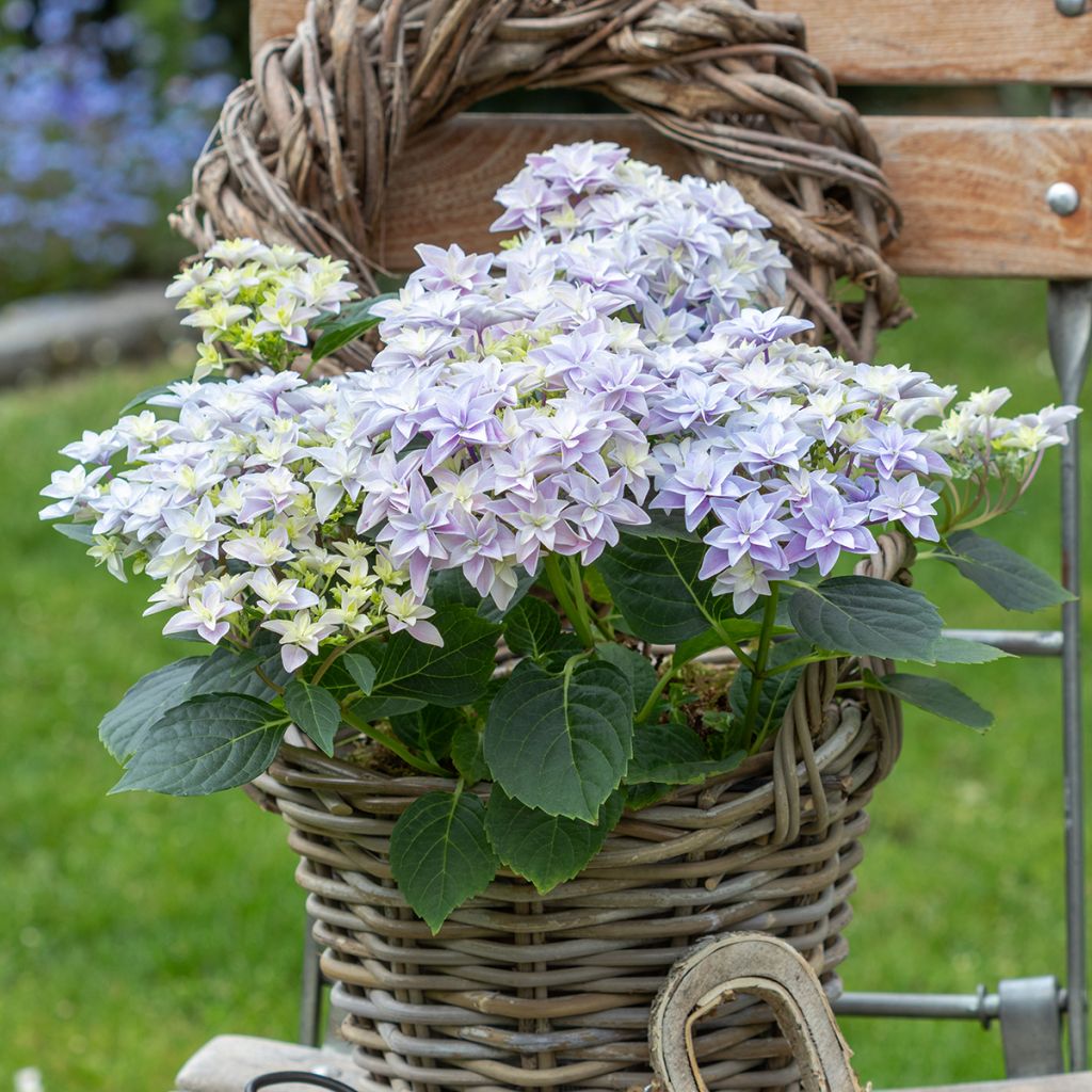 Hortensia - Hydrangea macrophylla Double Dutch Blue