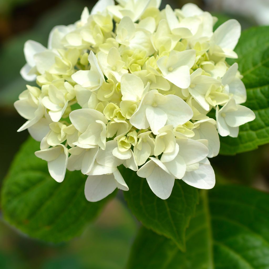 Hortensia - Hydrangea macrophylla Endless Summer The Bride