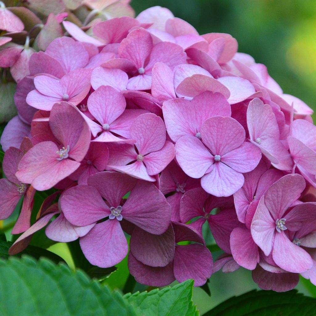 Hortensia - Hydrangea macrophylla Endless Summer The Original (Rose)