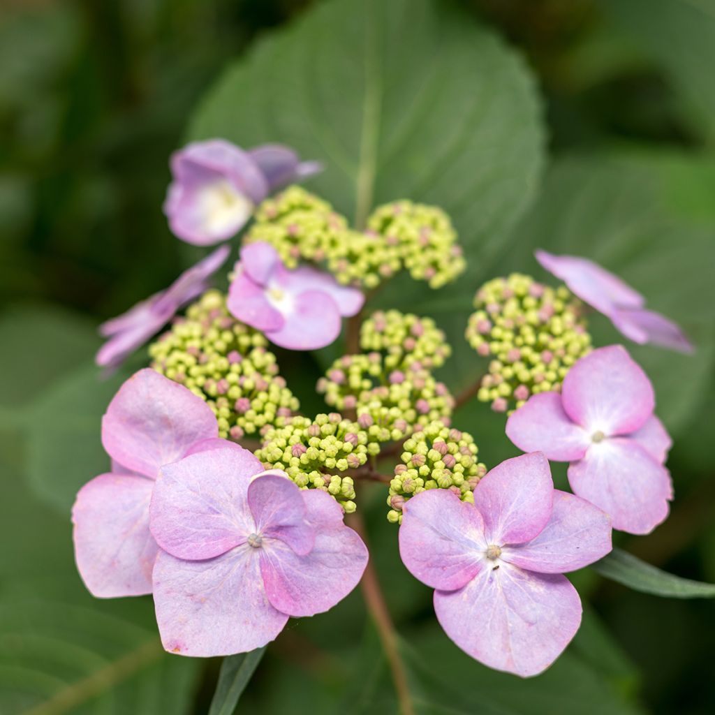 Hortensia - Hydrangea macrophylla Endless Summer Twist and Shout