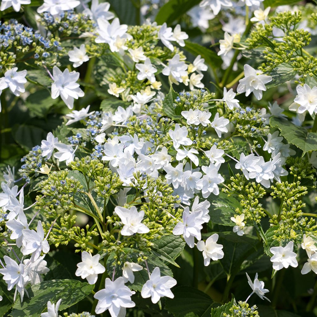 Hortensia - Hydrangea macrophylla Fireworks White