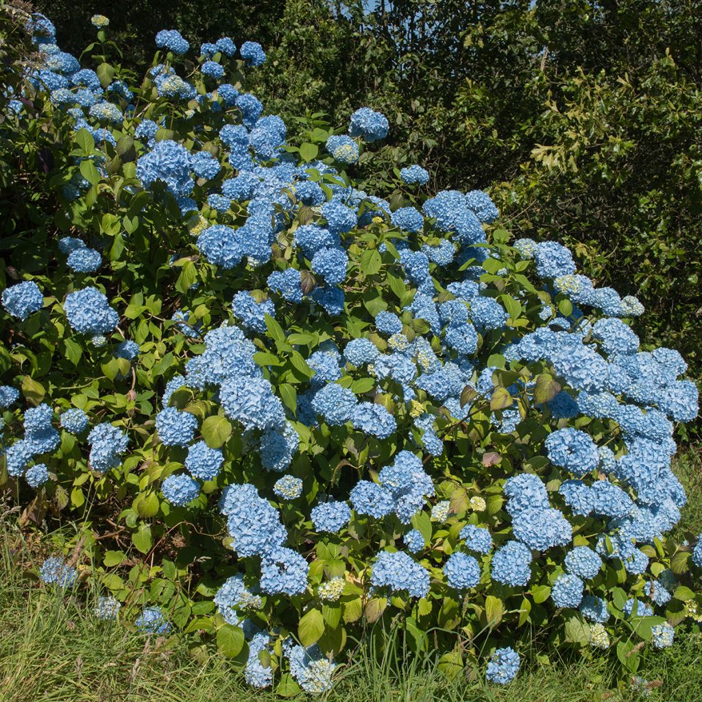 Hortensia - Hydrangea macrophylla Generale Vicomtesse de Vibraye