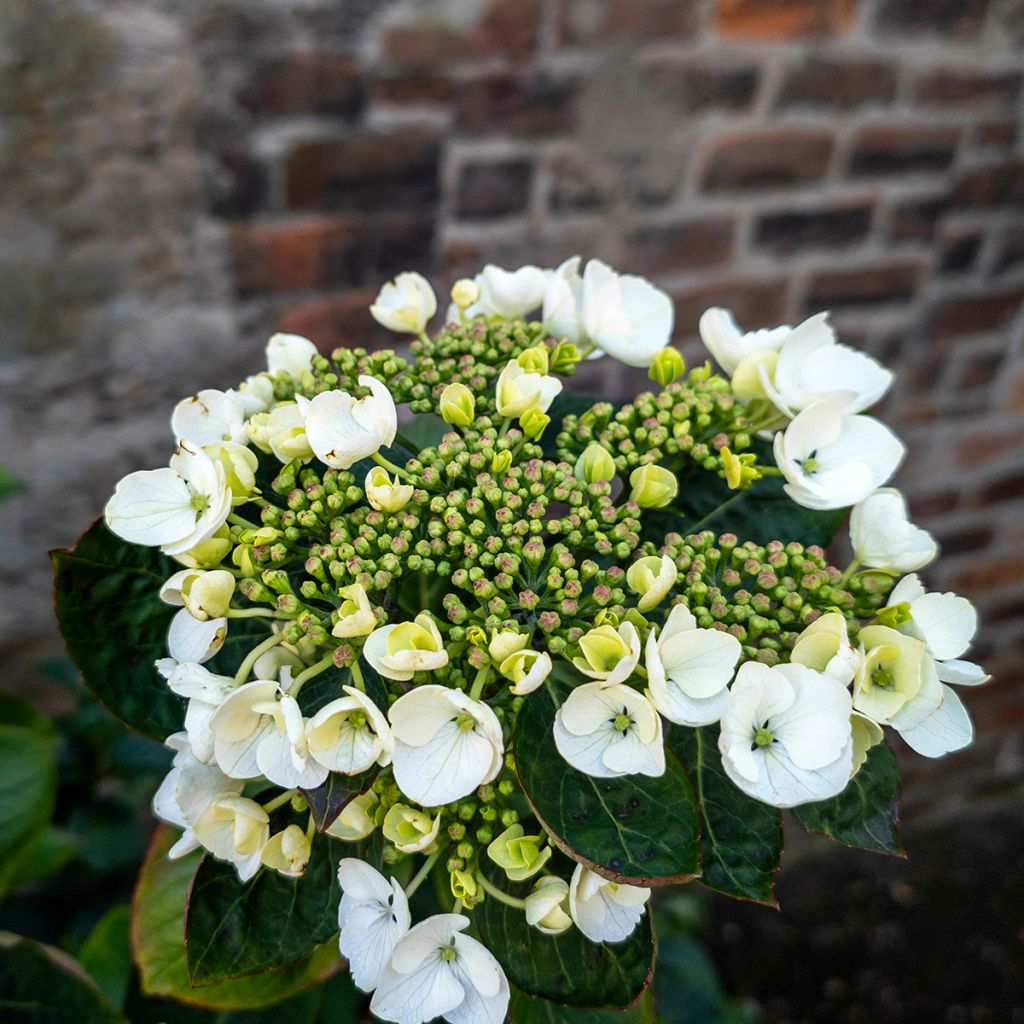 Hortensia - Hydrangea macrophylla Libelle (Teller white)