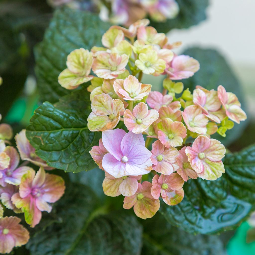 Hortensia - Hydrangea macrophylla Magical Amethyst