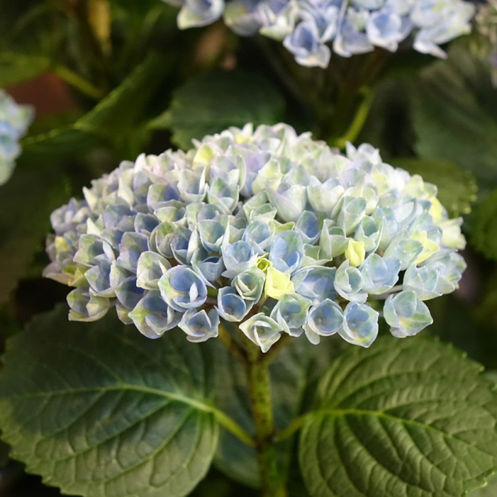 Hortensia - Hydrangea macrophylla Magical Revolution Bleu