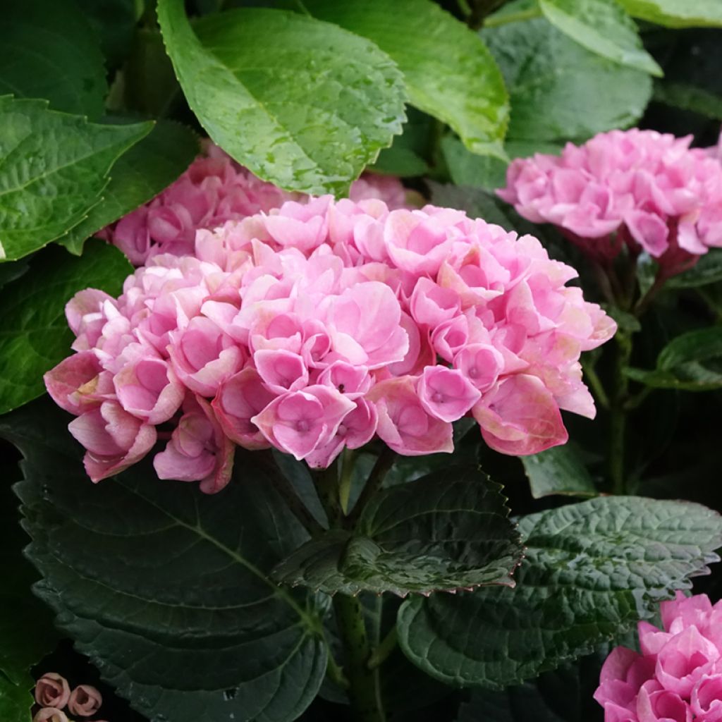 Hortensia - Hydrangea macrophylla Magical Revolution Rose