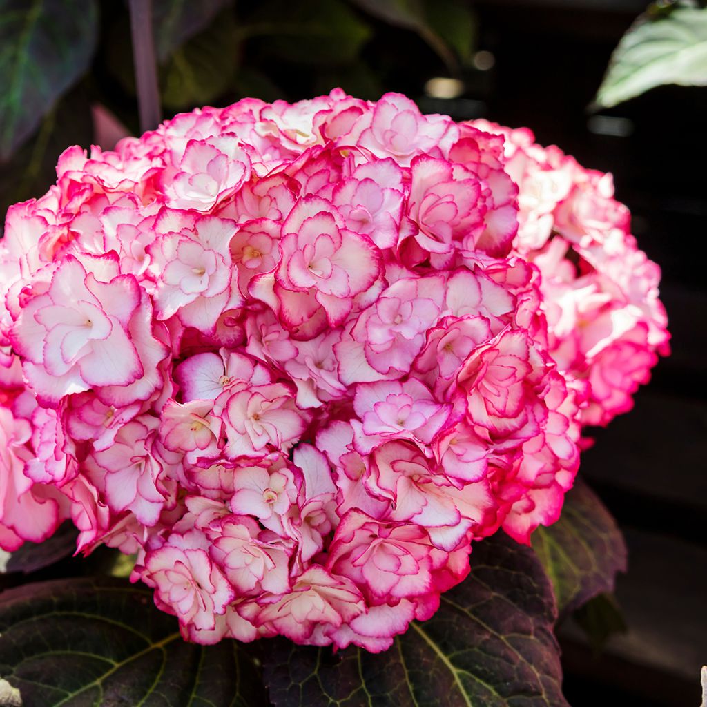 Hortensia - Hydrangea macrophylla Miss Saori