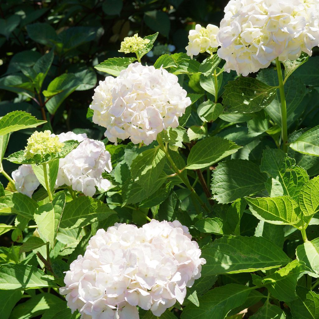 Hortensia - Hydrangea macrophylla Mme Emile Mouillère