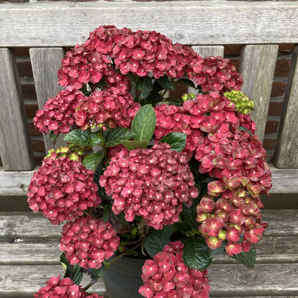 Hortensia - Hydrangea macrophylla Rebellion Pistachio Love