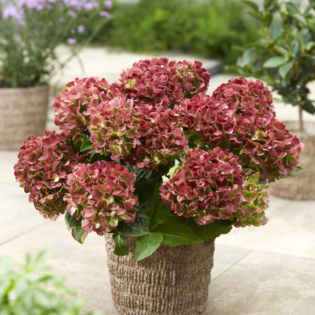 Hortensia - Hydrangea macrophylla Rembrandt Bella Pesche