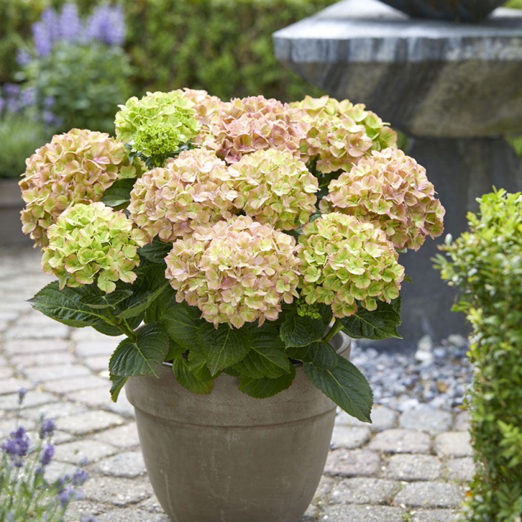 Hortensia - Hydrangea macrophylla Rembrandt Bella Pesche
