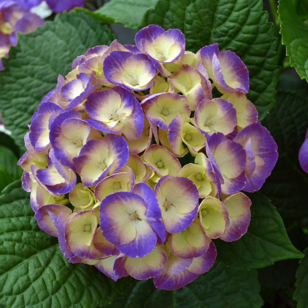 Hortensia - Hydrangea macrophylla Rembrandt Dolce Chic