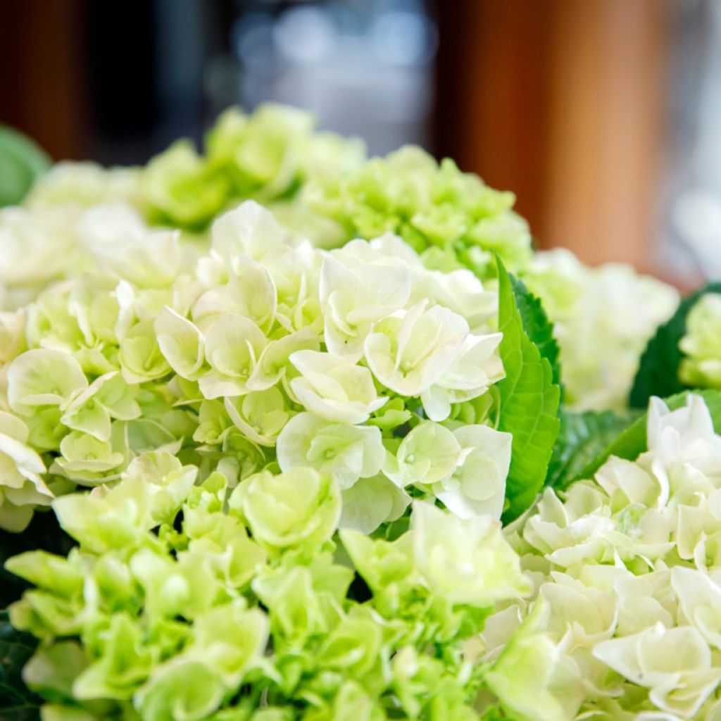 Hortensia - Hydrangea macrophylla Rembrandt Elegant Rosa