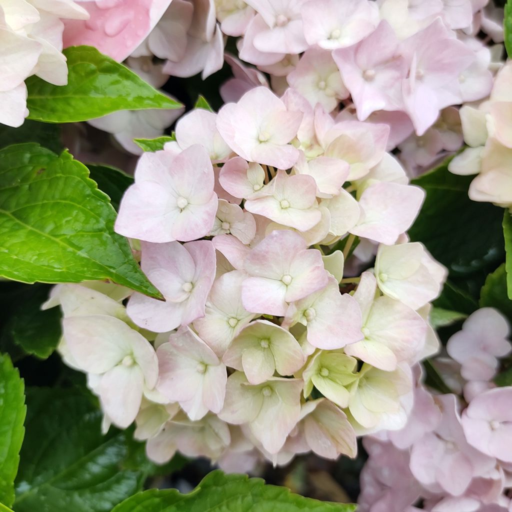 Hortensia - Hydrangea macrophylla Soft Pink Salsa