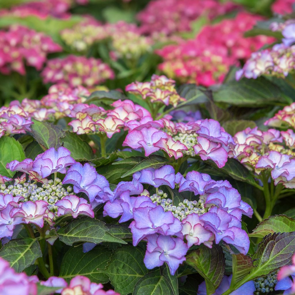 Hortensia - Hydrangea macrophylla Tiffany
