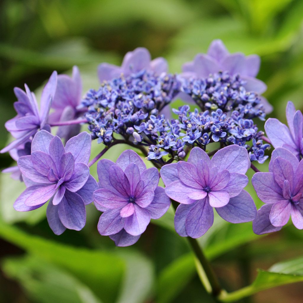 Hortensia - Hydrangea macrophylla Tinkerbell