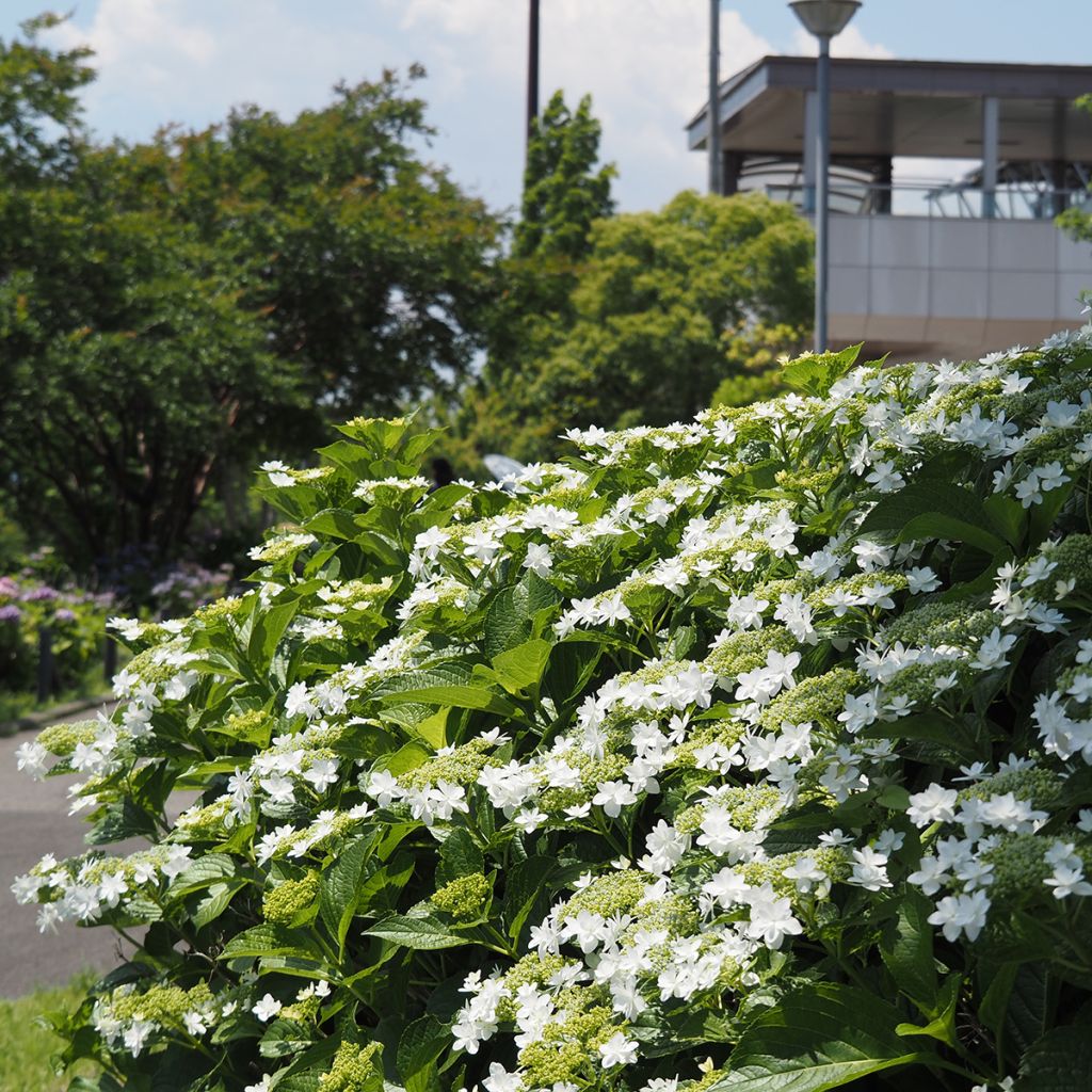 Hortensia - Hydrangea macrophylla Wedding Gown