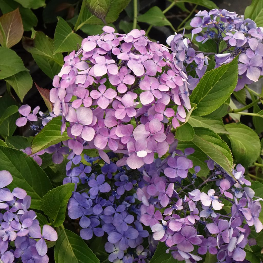 Hortensia - Hydrangea macrophylla Yamato