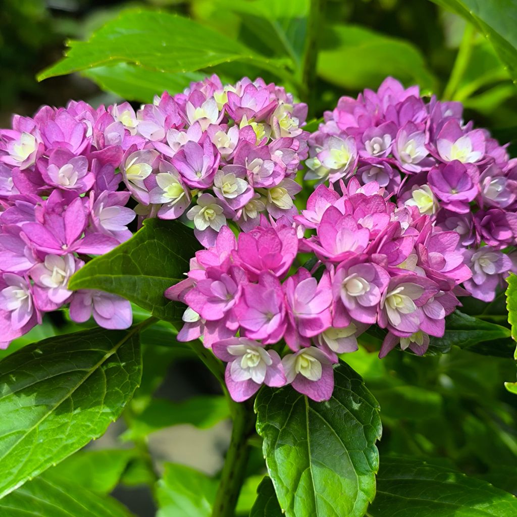 Hortensia - Hydrangea macrophylla You and Me Together