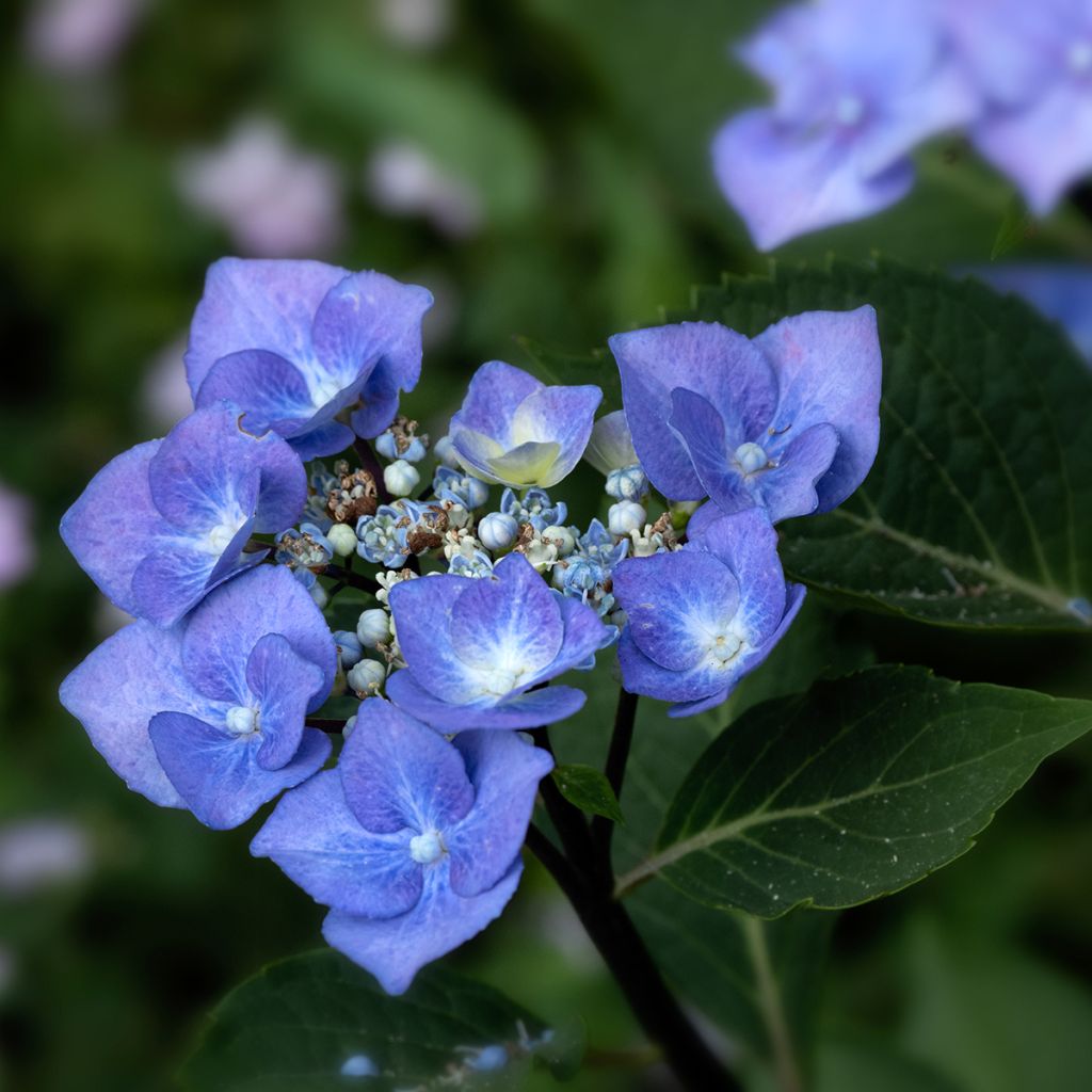 Hortensia - Hydrangea macrophylla Zorro