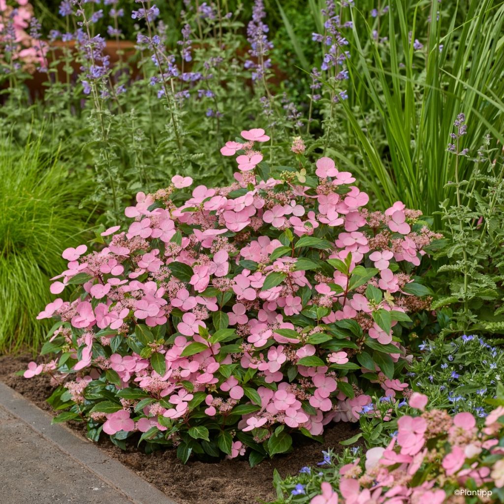 Hortensia - Hydrangea scandens First Love