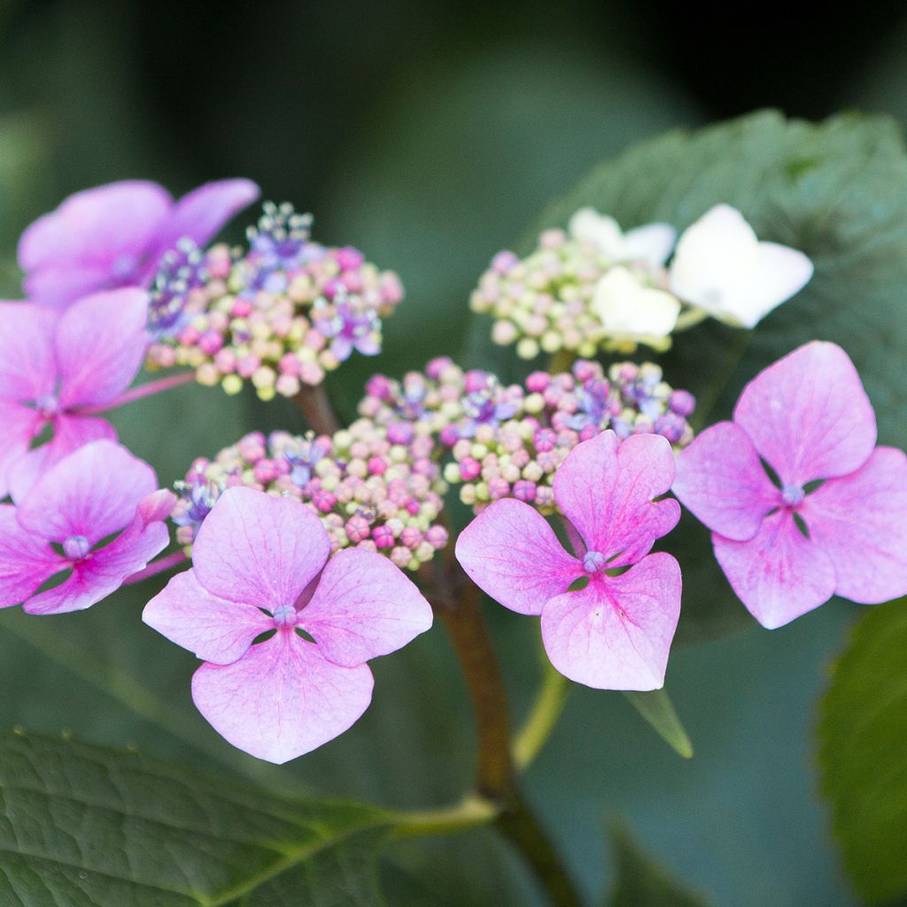 Hortensia - Hydrangea serrata Blue Deckle