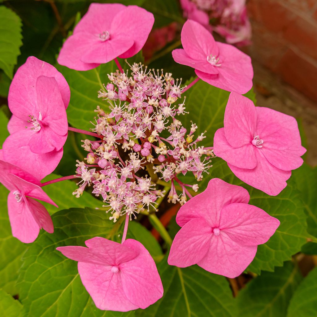 Hortensia - Hydrangea serrata Cotton Candy