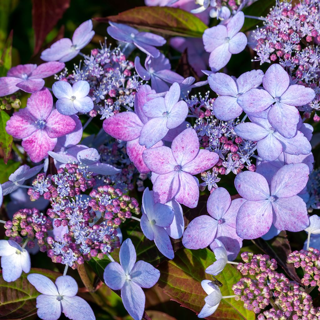 Hortensia - Hydrangea serrata Tiara