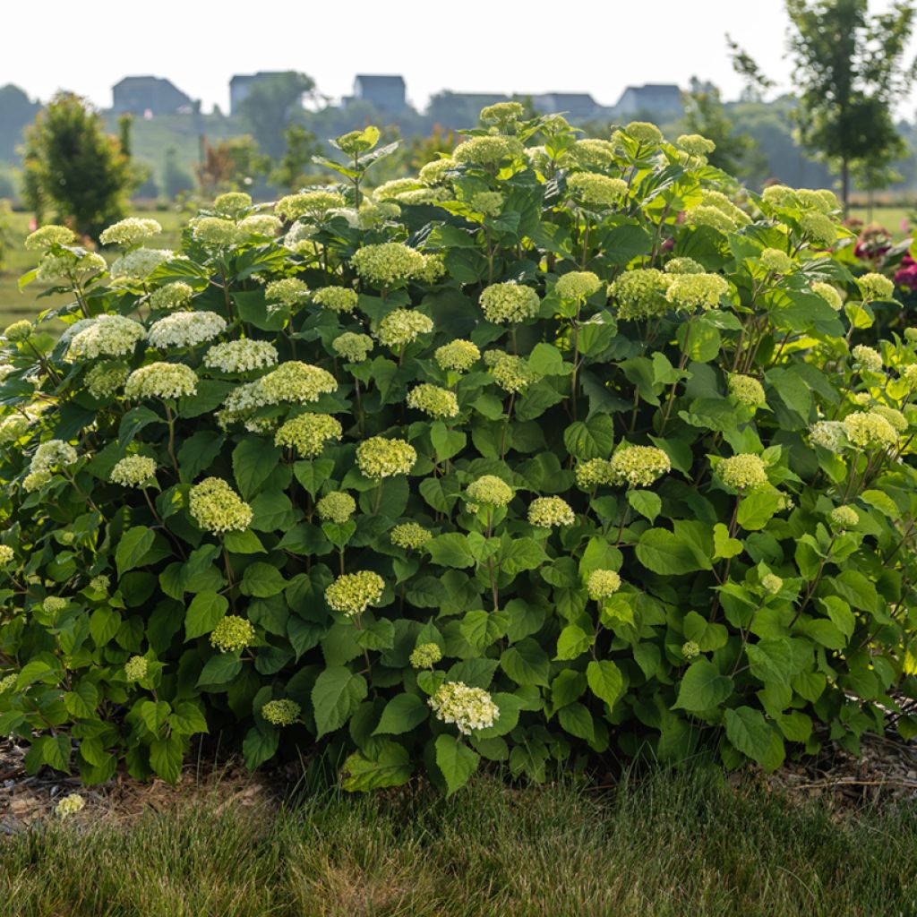 Hortensia arborescens FlowerWOW