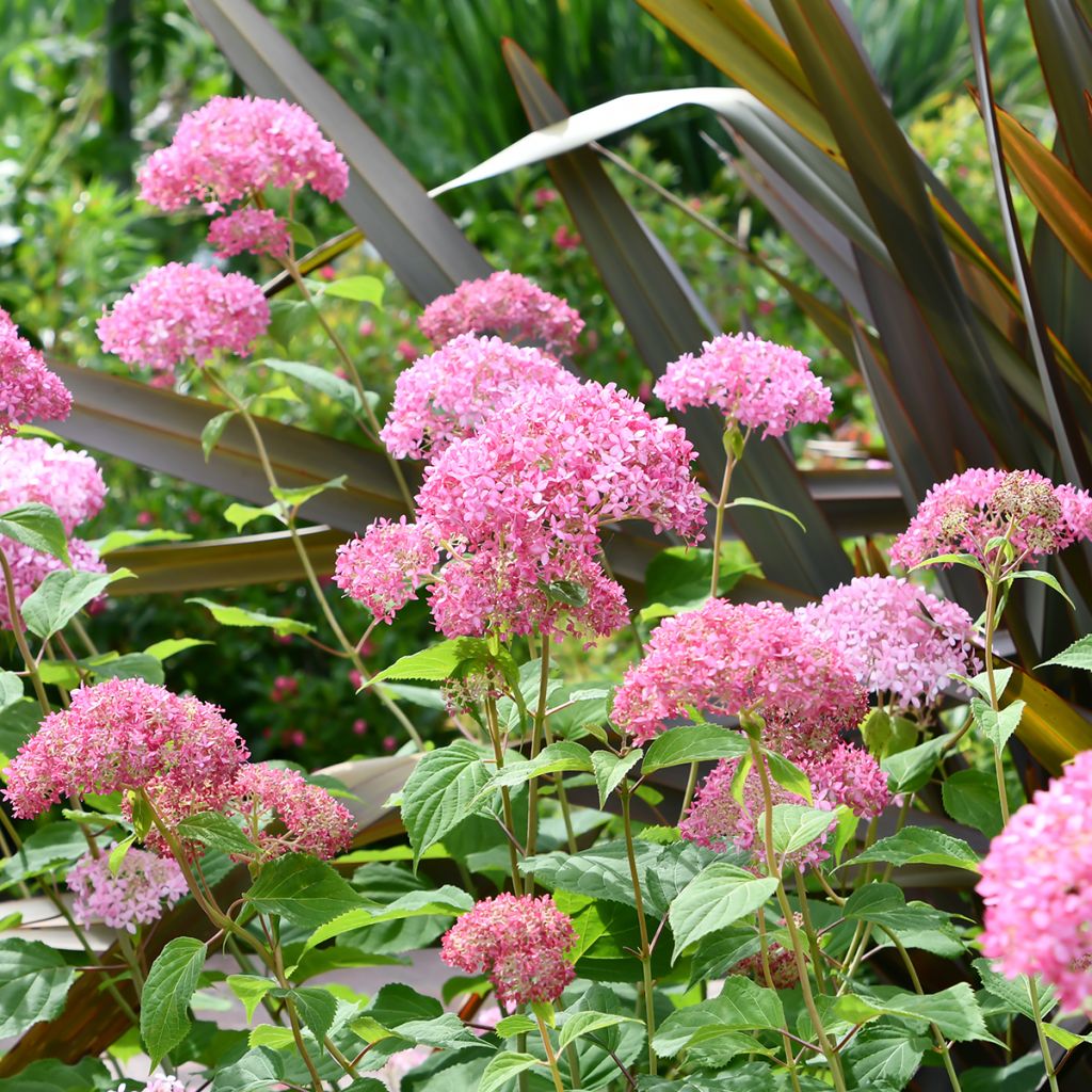 Hortensia arborescens Pink Annabelle ou Invincibelle