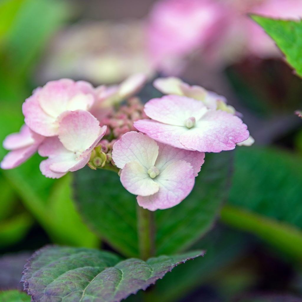 Hortensia hybride - Hydrangea Daredevil