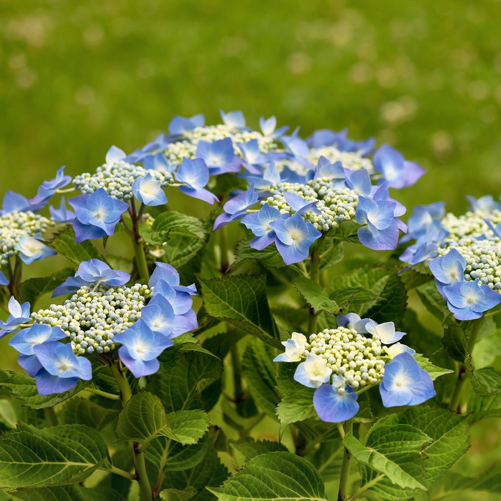 Hortensia macrophylla Teller Blue