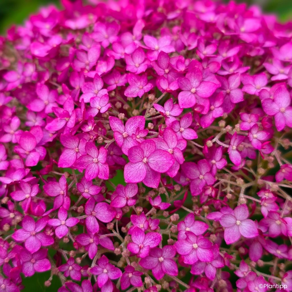Hortensia arborescens Candybelle Winegum