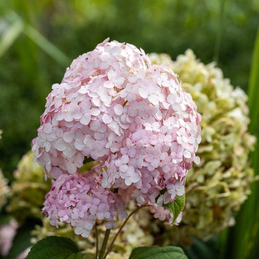 Hortensia arborescens Stand up Pink