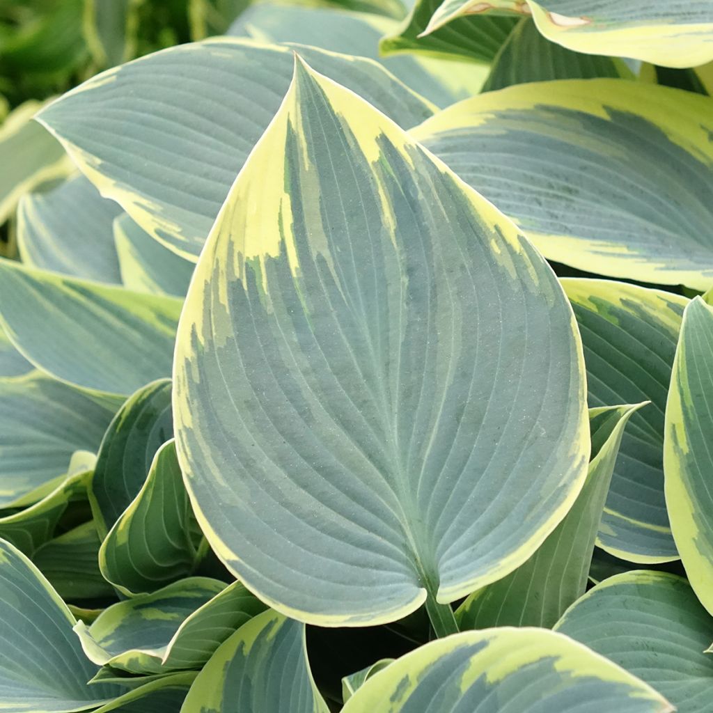 Hosta First Frost