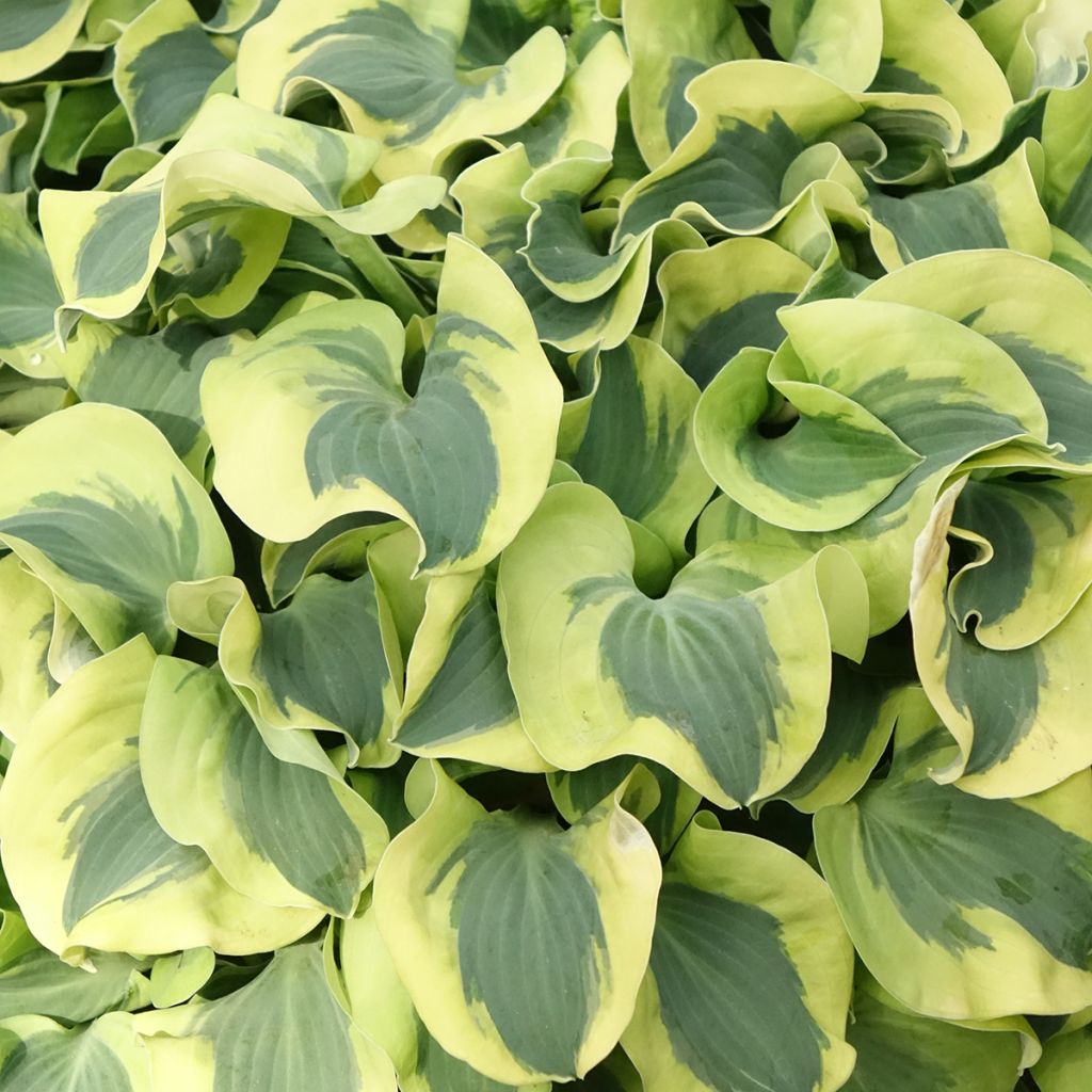 Hosta Mini Skirt
