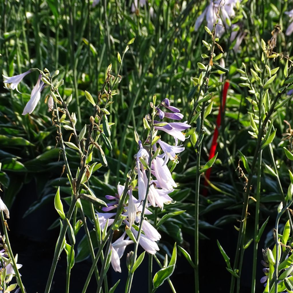 Hosta fortunei Francee