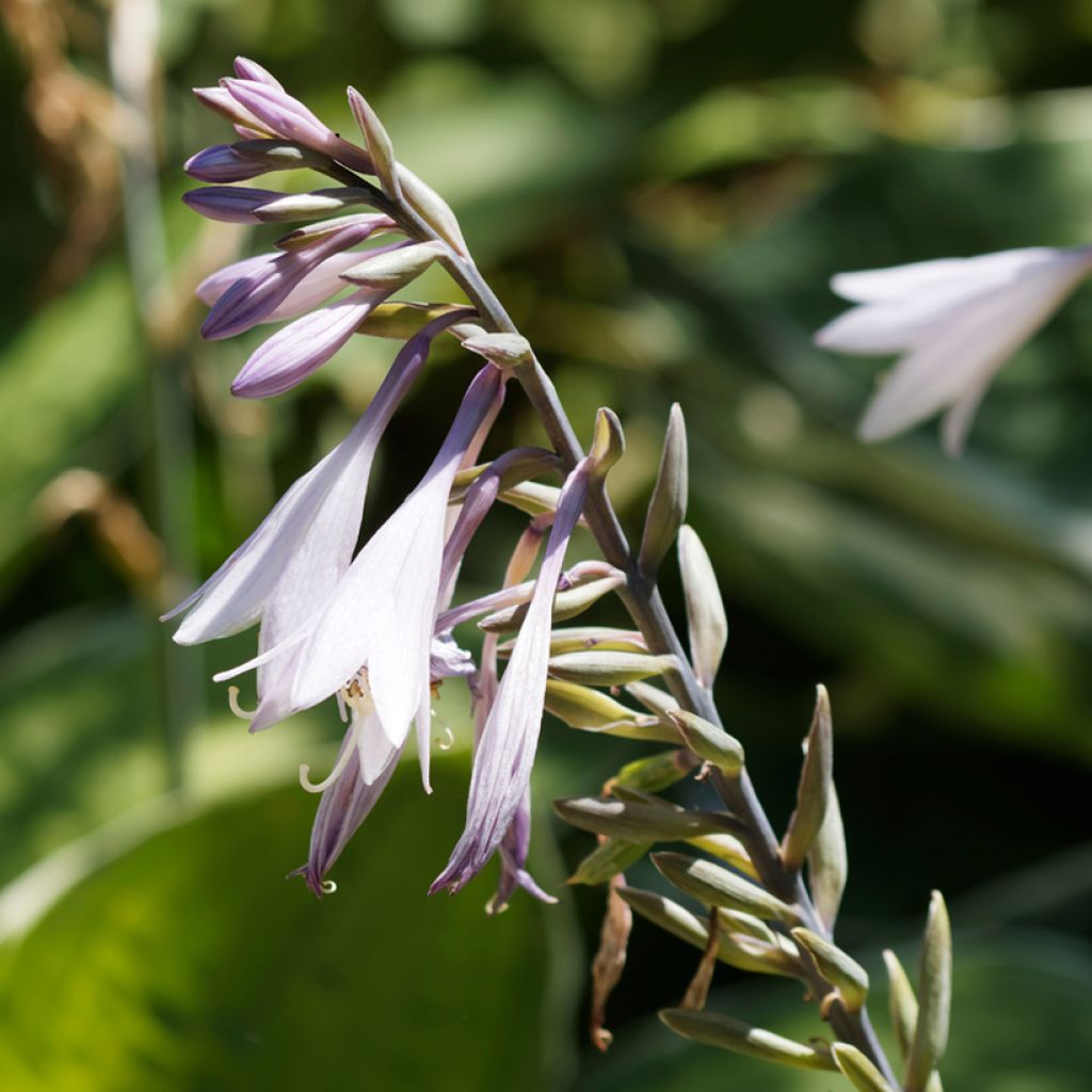 Hosta undulata var albomarginata