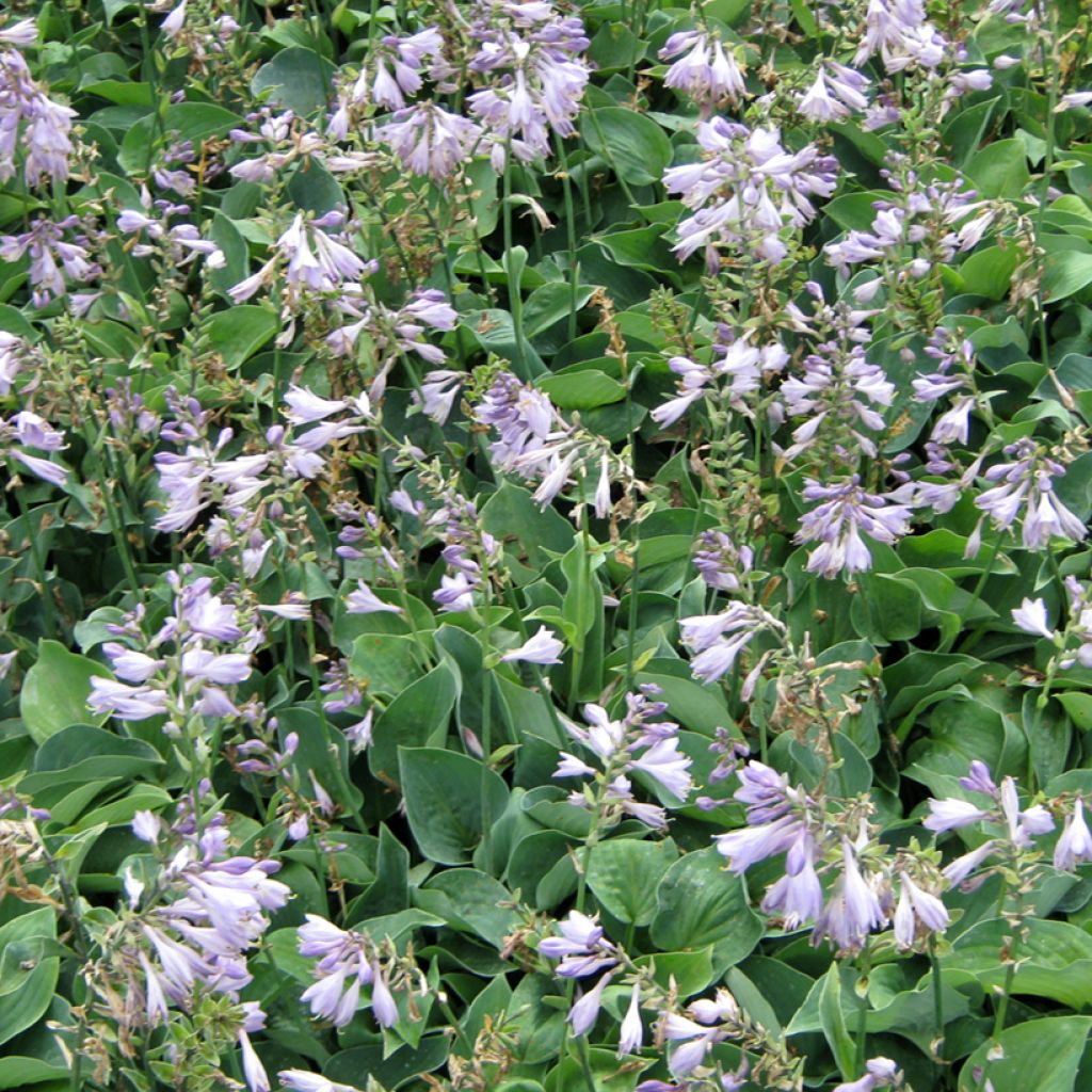 Hosta Blue Cadet