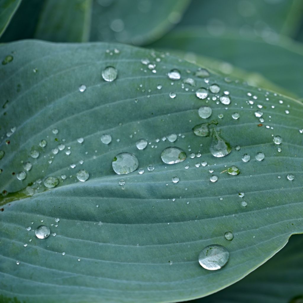Hosta Blue Cadet